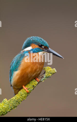 Kingfisher Alcerdo atthis appollaiato su un ramo Foto Stock