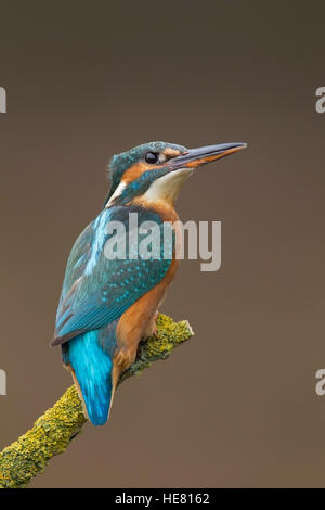 Kingfisher Alcerdo atthis appollaiato su un ramo Foto Stock