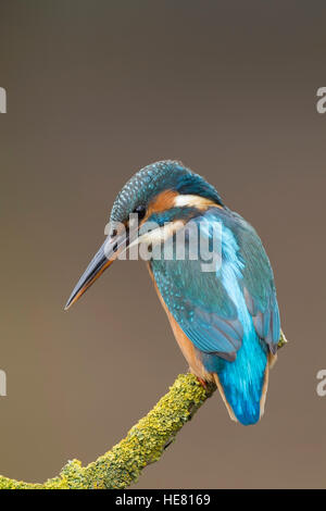 Kingfisher Alcerdo atthis appollaiato su un ramo Foto Stock