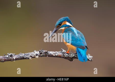 Kingfisher Alcerdo atthis appollaiato su un ramo Foto Stock