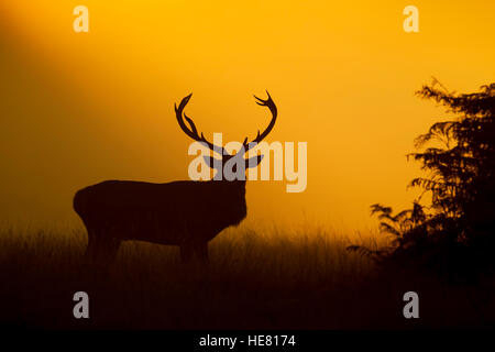 Red Deer Cervus elaphus Stag at sunrise Foto Stock