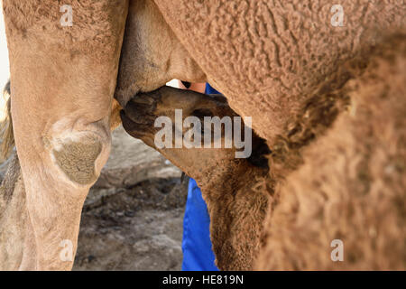 Alimentazione di vitello su teet di madre Cammello Dromedario dopo essere munte vicino a shymkent Kazakistan Foto Stock