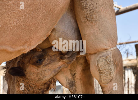 Alimentazione di vitello sulla mammella di trattenuta madre che allatta cammello su una fattoria vicino a Shymkent Kazakistan Foto Stock