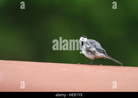 White Wagtail (Motacilla alba) appollaiato su un tetto. Reit im Winkl. Alta Baviera. Germania. Foto Stock