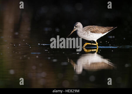 Comune (Greenshank Tringa nebularia) rovistando in acque poco profonde. Ivars Lago. Provincia di Lleida. La Catalogna. Spagna. Foto Stock