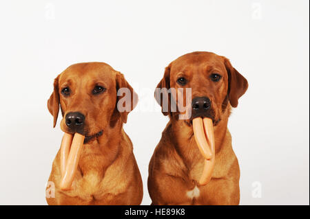 Due Labrador Retriever con salsiccia in bocca Foto Stock