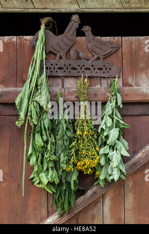 Essiccamento fresche erbe mediche - menta,l'ortica e St Johns Wort Foto Stock