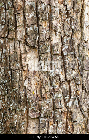 Corteccia di un tronco di albero, acero Field, corteccia Acer campestre Foto Stock