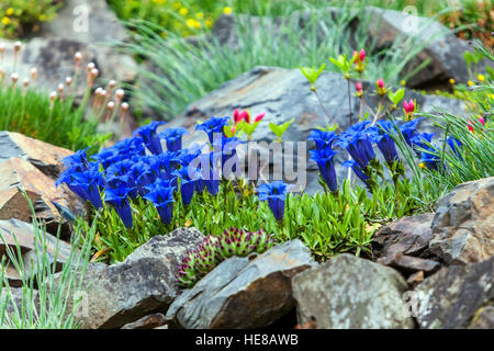 Gentiana acaulis giardino di roccia piccolo Blue stemless genziano, piante alpine pietre rocciose Spring Flowers Garden Foto Stock