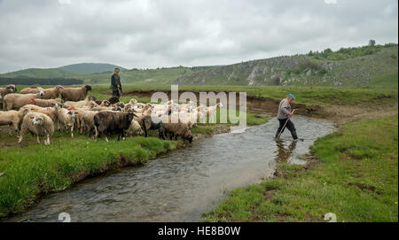 Brezovica, Serbia - 12 Maggio 2016: la mungitura di ovini in Brezovica sulla casa di montagna Foto Stock