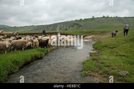 Brezovica, Serbia - 12 Maggio 2016: la mungitura di ovini in Brezovica sulla casa di montagna Foto Stock
