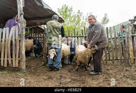 Brezovica, Serbia - 12 Maggio 2016: la mungitura di ovini in Brezovica sulla casa di montagna Foto Stock