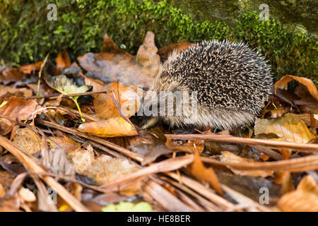 Giovani capretti mangia hedgehog slug in autunno figliata di foglia Foto Stock