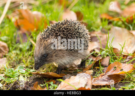 I capretti lo sniffing hedgehog in erba Foto Stock