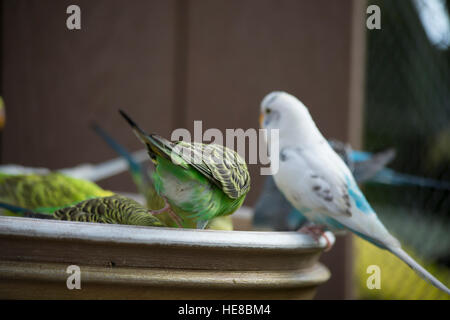 Budgie alimentare tra un gregge Foto Stock
