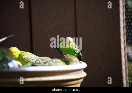 Budgies ad una mangiatoia Foto Stock