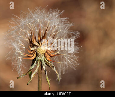 Seedhead di tarassaco o Goatsbeard, Andalusia. Foto Stock