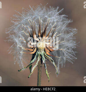 Seedhead di tarassaco o Goatsbeard, Andalusia. Foto Stock