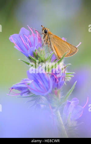 Essex Skipper ( Thymelicus lineola ) appoggiata su viola fioritura della Viper Bugloss / Natternkopf ( Echium vulgare). Foto Stock