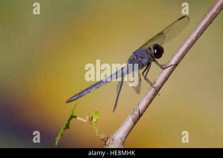 Grande Blu (Skimmer Libellula vibrans) su un ramoscello. Foto Stock