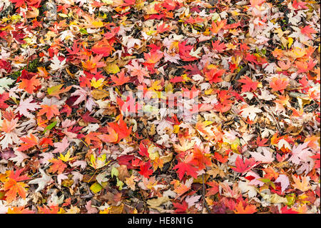 A mixture of different colorful Fall leaves laying on the ground. Foto Stock