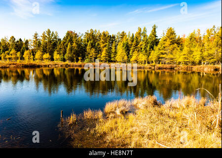 Piccolo lago con alberi di pino riflesso nell'acqua in caduta a Sifton Bog, una zona di conservazione a Londra, Ontario, Canada. Foto Stock