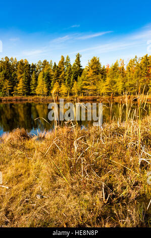 Piccolo lago con alberi di pino in autunno a Sifton Bog, una zona di conservazione a Londra, Ontario, Canada. Foto Stock