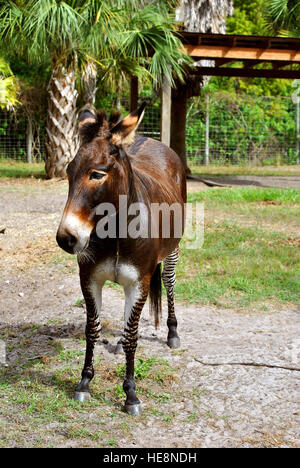 Zebroid un incrocio tra una zebra e un asino Foto Stock