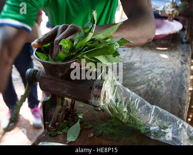 Foglie di manioca macinate sul mercato a Kabala, Sierra Leone. In ogni mercato della Sierra Leone, le foglie di manioca vengono messe di fresco attraverso il macinacaffè e vendute in sacchetti di plastica Foto Stock