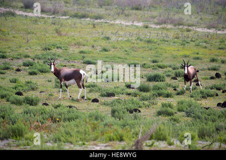 La sfocatura in Sud Africa kruger wildlife riserva naturale e selvaggio impala Foto Stock