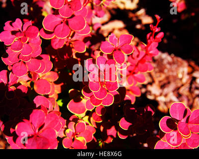 Berberis thunbergii "Orange Sunrise' - crespino Foto Stock