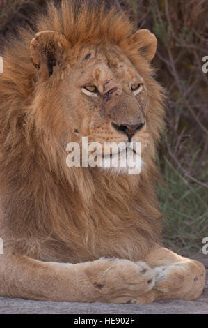 Leone maschio riposo dopo una lotta, cicatrici nella sua faccia verticale (Panthera leo), Ndutu, Ngorongoro, Tanzania Foto Stock