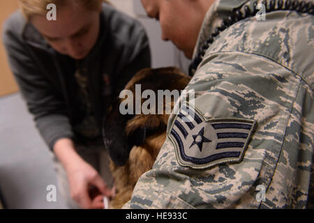 Stati Uniti Air Force Staff Sgt. Fiori Ashlynd, destra, un militare di cane da lavoro gestore con la cinquantaduesima delle forze di sicurezza Squadron (FS), detiene Joyce, un militare di cane da lavoro anche con il 52 fs, per un prelievo del sangue durante un appuntamento medico Feb 25, 2014, a Spangdahlem Air Base, Germania. Senior Airman Rusty Frank Foto Stock