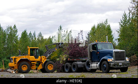 Un sollevatore a forca scarica i rami degli alberi da un pianale rimorchio dopo una tempesta artica causato danni diffusi come pure la potenza e le interruzioni di acqua su base comune Elmendorf-Richardson, Alaska, Sett. 4 e 5. La tempesta che soffiava dal mare di Bering, ha portato le raffiche di vento fino a 100 km/h secondo il servizio meteorologico nazionale. Tech. Sgt. Brian Ferguson) Foto Stock