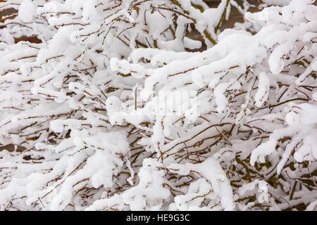 Bella inverno alberi rami con un sacco di neve. Coperta di neve alberi in inverno. Foto Stock
