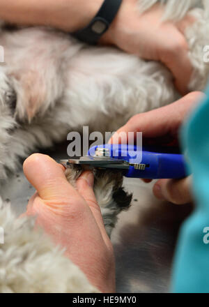 Riley, a Lhasa Apso mix, ottiene le sue unghie rifilato dal Dottor Emily Galloway, Veterinari impianto di trattamento veterinario, durante una routine checkup 27 febbraio 2015, presso l'VTF sul Dover Air Force Base, Del. Il VTF offre cure sanitarie preventive services e le vaccinazioni a proprietà privata animali del Team membri di Dover. Airman 1. Classe William Johnson) Foto Stock