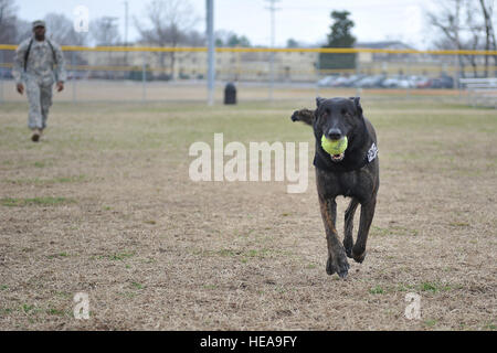 Militari di cane da lavoro Zzarr, una ricerca specializzata cane assegnato al terzo polizia militare di distacco, viene premiato dopo una ricerca con esito positivo con il suo gestore, U.S. Army Sgt. Clevaun Fluellen, 3° MP Det. gestore, durante una dimostrazione per aereo canadese cadetti dal centottantesimo Mosquito Squadron a Fort Eustis, Va., 12 marzo 2014. Il training insegna a lavorare i cani ad avere un esito della ricerca in cambio di una ricompensa o giocattolo. Il personale Sgt. Katie Gar Ward Foto Stock