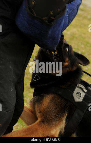 Dax, xviii delle forze di sicurezza militari squadrone cane da lavoro, morsi una trappola durante l aggressione di controllo sulla formazione Kadena Air Base, Giappone, 28 marzo 2014. Aggressione di controllo è uno dei tanti compiti Dax appreso al fine di diventare un certificato di lavoro militari cane. Airman 1. Classe Hailey R. >Transpallet) Foto Stock