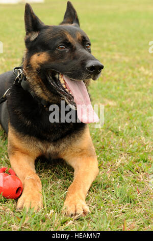 Dax, xviii delle forze di sicurezza militari squadrone cane da lavoro, gode della brezza primaverile sulla Kadena Air Base, Giappone, 28 marzo 2014. Dax è venuto a Kadena nel settembre 2013, uno dei tre cani Base Comune San Antonio-Lackland, Tx provvisto di Kadena, e recentemente è stato certificato dopo sette mesi di allenamento con il suo gestore. Airman 1. Classe Hailey R. >Transpallet) Foto Stock