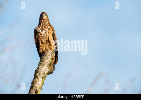 Un bambino aquila calva appollaiate su un albero in Chehalis Appartamenti aquila calva e salmone preservare nei pressi di Harrison Mills, British Columbia, Canada Foto Stock