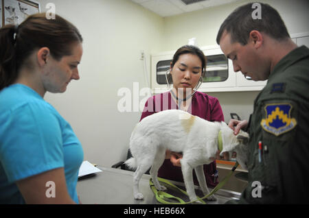 Il dott. Kyongmi Kim, 106ª medico veterinario di stacco, ascolta il battito del cuore di J.D., un mix Jindo, durante un appuntamento outprocessing al trattamento veterinario struttura su Osan Air Base, Repubblica di Corea, Giugno 2, 2014. Il cap. Ryan Mendenhall, 80th Fighter Squadron F-16 Fighting Falcon pilota, portato J.D. in per un microchip e una vaccinazione antirabbica come parte del suo cambiamento permanente della stazione da Kunsan AB, Rok, per Spangdahlem AB, Germania. Airman 1. Classe Ashley J. Thum) Foto Stock