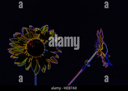 Girasoli in fiore - manipolato digitalmente immagine con bordi incandescente, astratti fiori / Fiori su sfondo nero Foto Stock