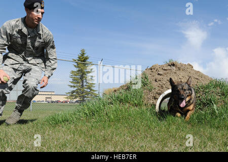 Tech. Sgt. Contrassegnare Jenner, 5a forze di sicurezza militari squadrone cane da lavoro handler e MWD Kitty esegue la corsa a ostacoli durante la formazione obbedienza a Minot Air Force Base, N.D., 24 aprile 2012. In aggiunta alla formazione dei cani a seguire le istruzioni, l'obbedienza corso aiuta inoltre i gestori per valutare la velocità, la flessibilità e la durata della loro canini. Foto Stock