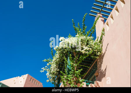 Boccola di fiori bianchi sul balcone della costruzione Foto Stock