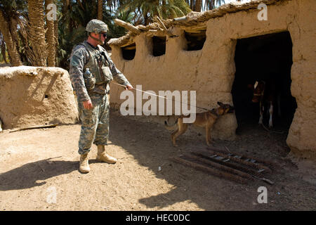 Stati Uniti Army Spc. Steven Robinson con sede e Sede Società K-9, 1° Stryker Brigade Combat Team, XXV Divisione di Fanteria e la sua pattuglia di rilevamento esplosivi cane, Kay, cerca una capanna di fango durante un combinato di missione di compensazione con soldati iracheni nel villaggio di Ibrahim Jassim, Diyala provincia, Iraq, il Agosto 29. Foto Stock