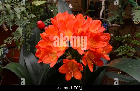 Tromba fiori a forma di Clivia miniata, profondo arancione. Questa pianta sempreverde ha Cinturino a forma di foglie di colore verde scuro e si propaga naturalmente da semi. Foto Stock