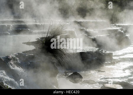 Il vapore è derivanti dalle sorgenti termali di Saturnia Therme al mattino Foto Stock