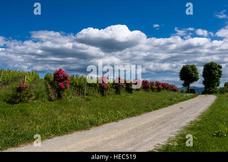 Verde tipico paesaggio toscano in val d'Orcia con una strada di ghiaia, alberi, vigne, red rose fiori e blu cielo molto nuvoloso Foto Stock