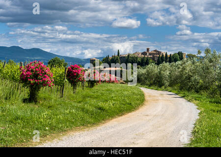 Verde tipico paesaggio toscano in Val d'Orcia conun villaggio su una collina, una strada di ghiaia, olivi, vigneti, red rose fiori e blu cielo molto nuvoloso Foto Stock