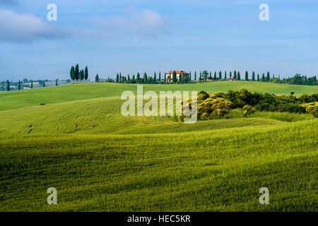Verde tipico paesaggio toscano in val d'Orcia con una fattoria su una collina, campi, cipressi, giallo le ginestre e cielo blu Foto Stock